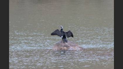 Great Cormorant