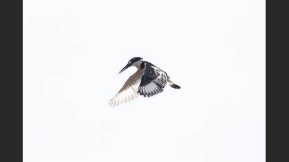 Pied Kingfisher