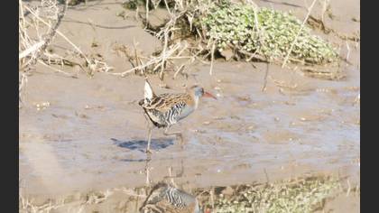 Water Rail