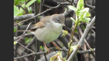 Common Whitethroat