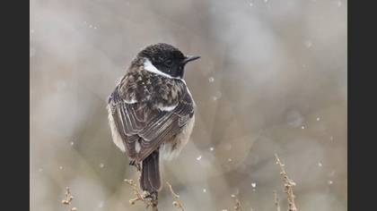 European Stonechat