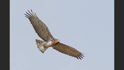 Short-toed Snake Eagle