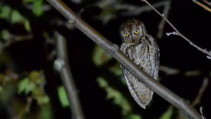 Eurasian Scops Owl