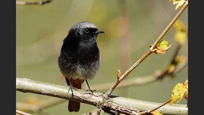Black Redstart