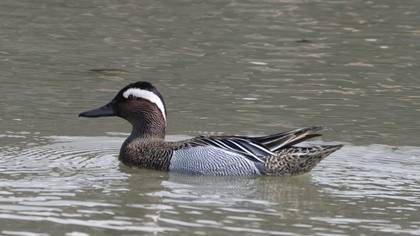 Garganey