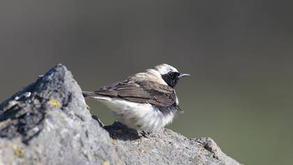 Black-eared Wheatear