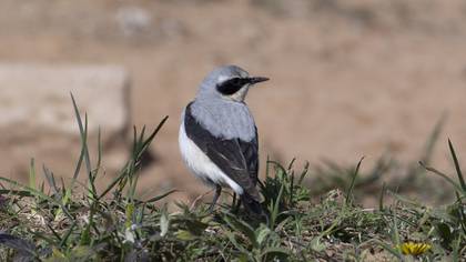 Northern Wheatear