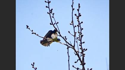 Eurasian Blue Tit