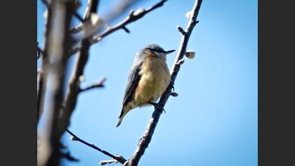 Eurasian Nuthatch