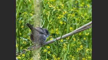 Barred Warbler