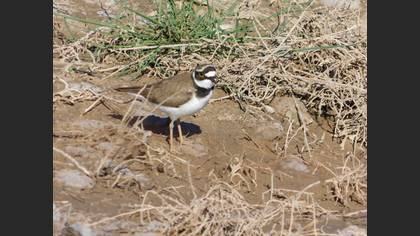 Little Ringed Plover