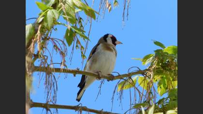 European Goldfinch