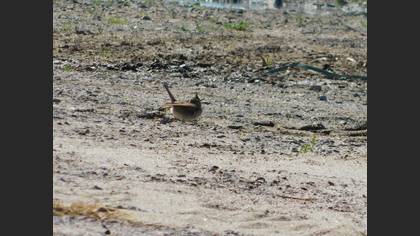 Crested Lark