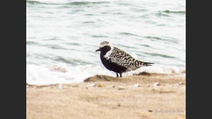 Grey Plover