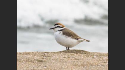 Kentish Plover