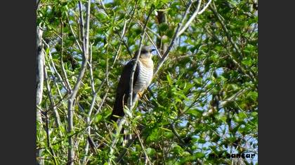 Common Cuckoo