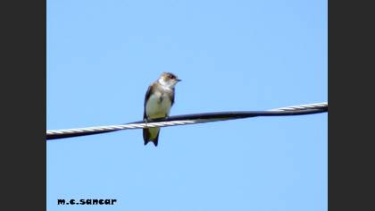 Sand Martin