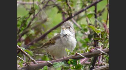 Common Whitethroat