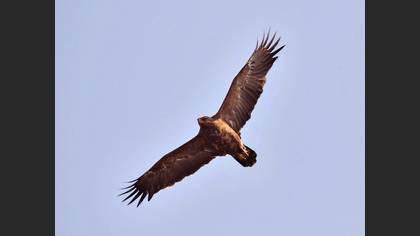 Steppe Eagle