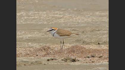 Kentish Plover
