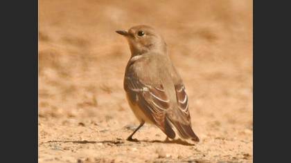 Semicollared Flycatcher