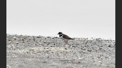 Common Ringed Plover