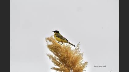 Western Yellow Wagtail