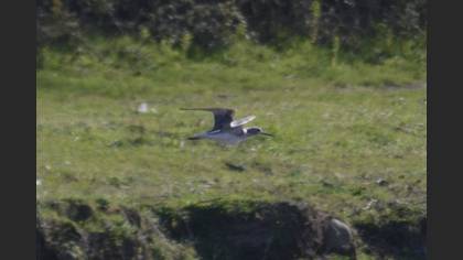 Common Greenshank