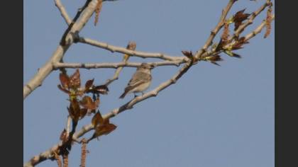 Spotted Flycatcher