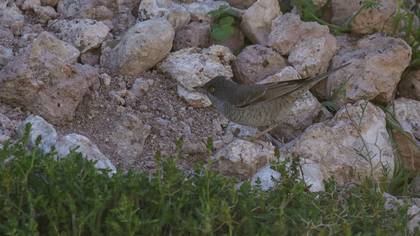 Barred Warbler