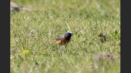 Common Redstart
