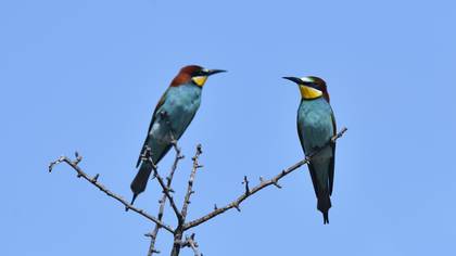 European Bee-eater