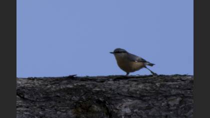 Eurasian Nuthatch