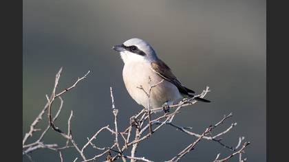Red-backed Shrike