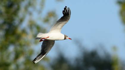 Black-headed Gull