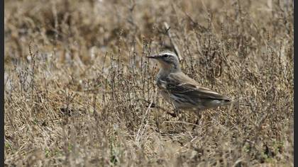 Water Pipit