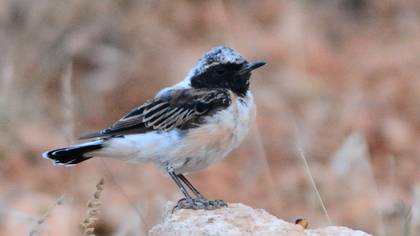 Black-eared Wheatear