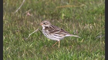 Meadow Pipit