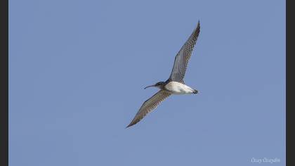 Eurasian Whimbrel