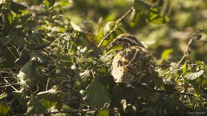 Common Quail