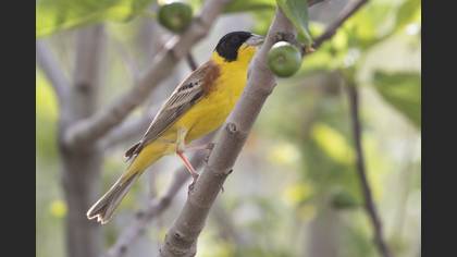 Black-headed Bunting