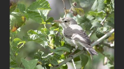 Eastern Olivaceous Warbler