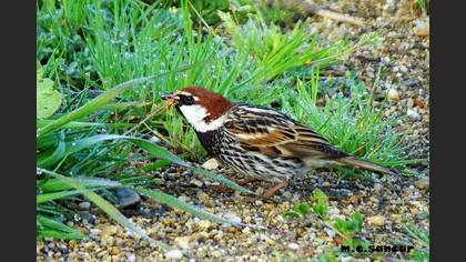 Spanish Sparrow