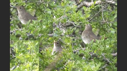 Thrush Nightingale