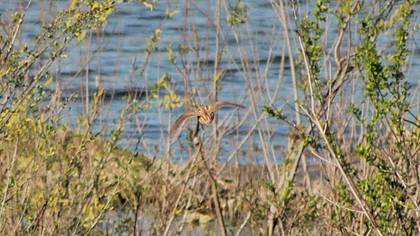 Common Quail