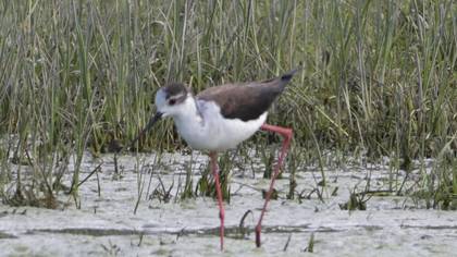 Black-winged Stilt