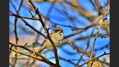 Eurasian Tree Sparrow