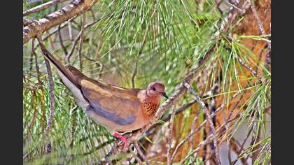 Laughing Dove