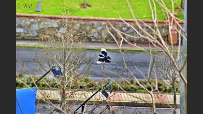 Eurasian Magpie