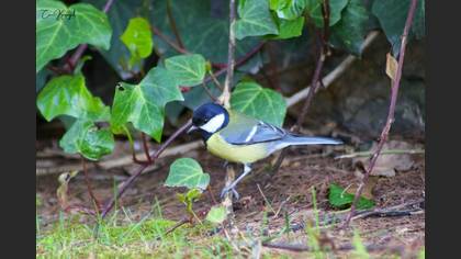 Great Tit